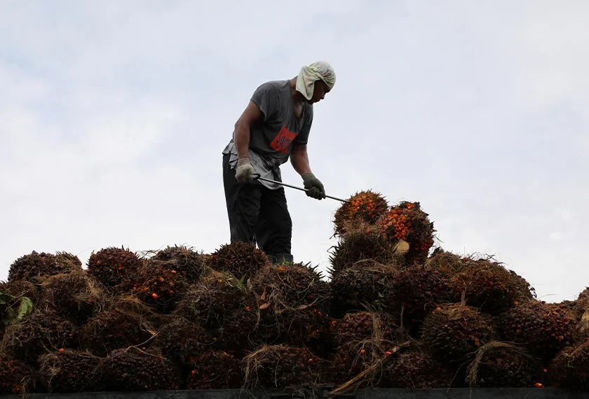Malaysia palm-oil stocks illustrated by a worker arranging palm fruit bunches on a truck